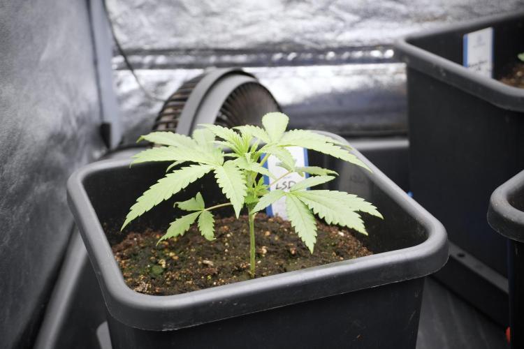 LSD Zamnesia Trippping. Week 3 - 18/6 LSD