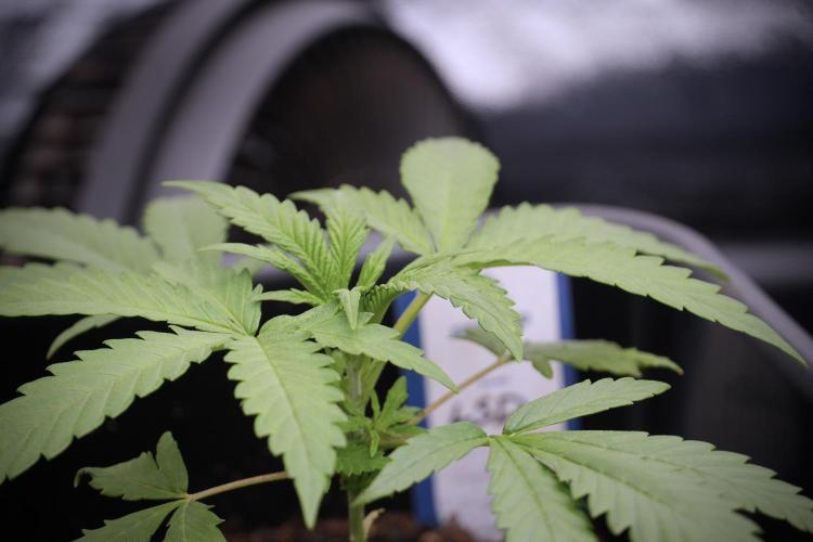 LSD Zamnesia Trippping. Week 3 - 18/6 LSD