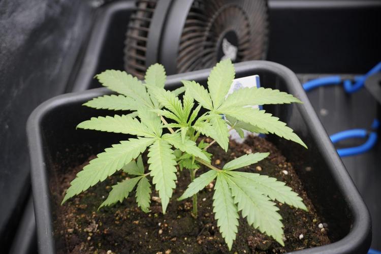 LSD Zamnesia Trippping. Week 3 - 18/6 LSD