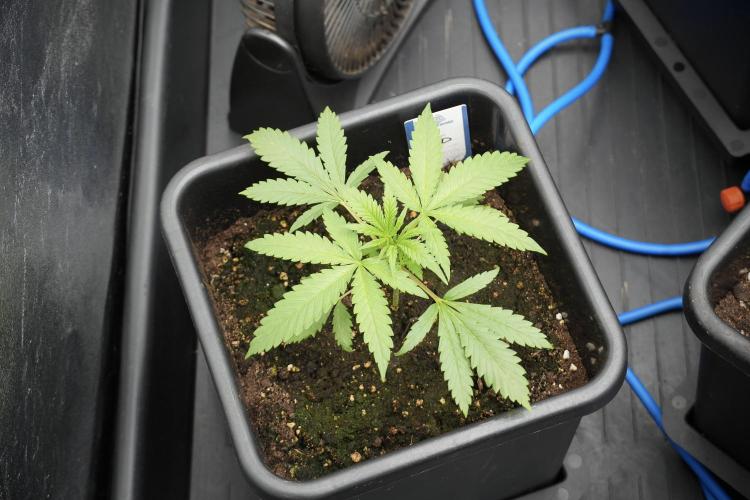 LSD Zamnesia Trippping. Week 3 - 18/6 LSD