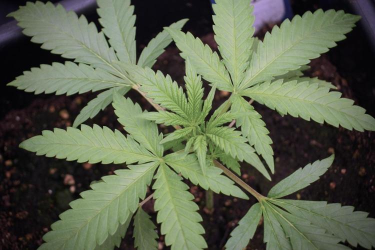 LSD Zamnesia Trippping. Week 3 - 18/6 LSD