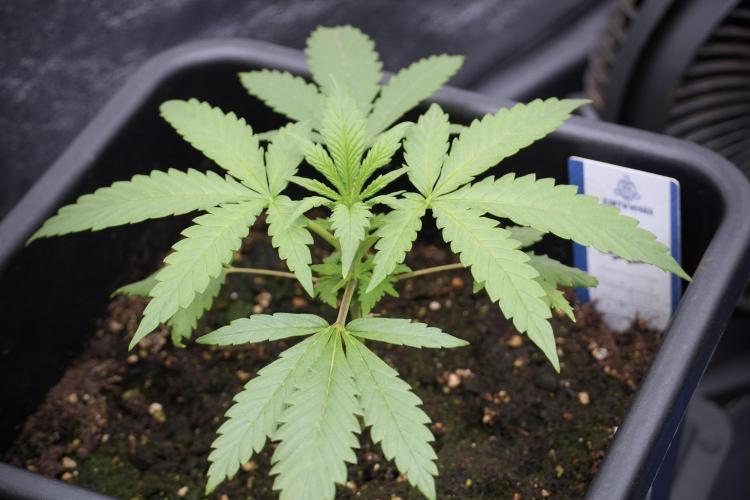 LSD Zamnesia Trippping. Week 3 - 18/6 LSD