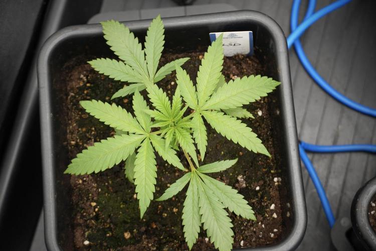 LSD Zamnesia Trippping. Week 3 - 18/6 LSD