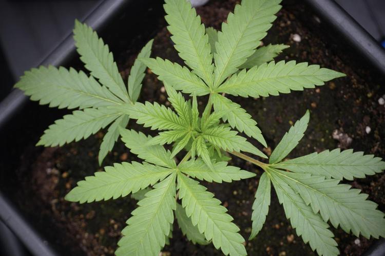 LSD Zamnesia Trippping. Week 3 - 18/6 LSD