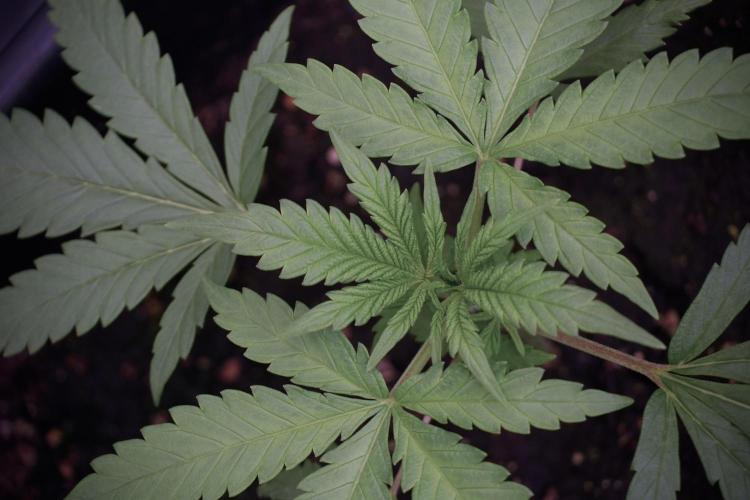 LSD Zamnesia Trippping. Week 3 - 18/6 LSD