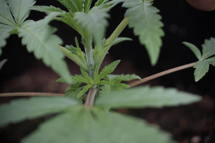 LSD Zamnesia Trippping. Week 3 - 18/6 LSD