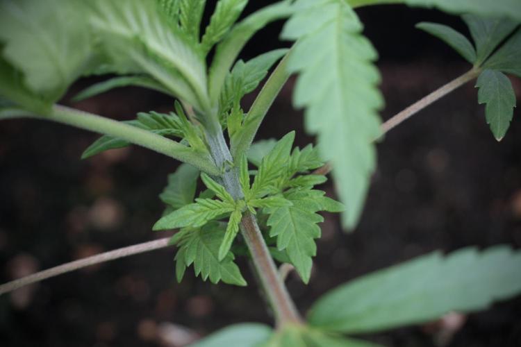 LSD Zamnesia Trippping. Week 3 - 18/6 LSD