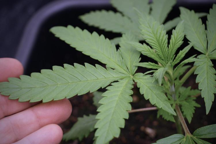 LSD Zamnesia Trippping. Week 3 - 18/6 LSD