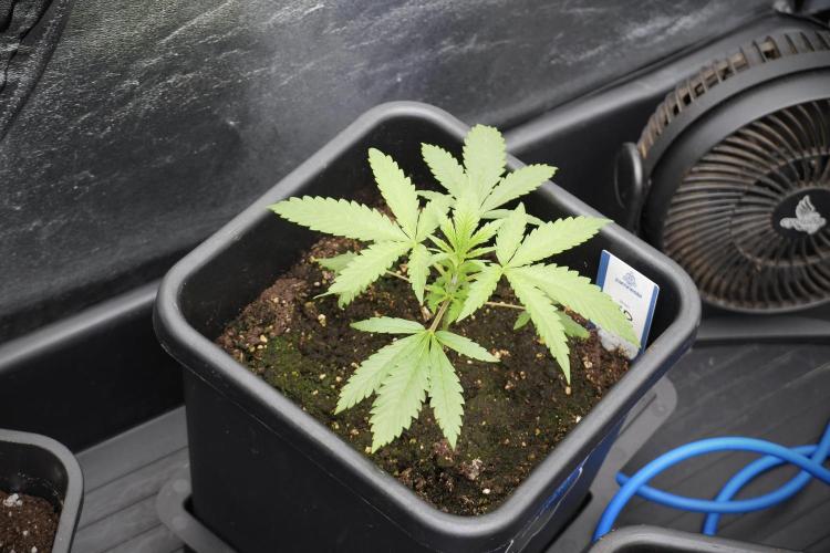 LSD Zamnesia Trippping. Week 3 - 18/6 LSD