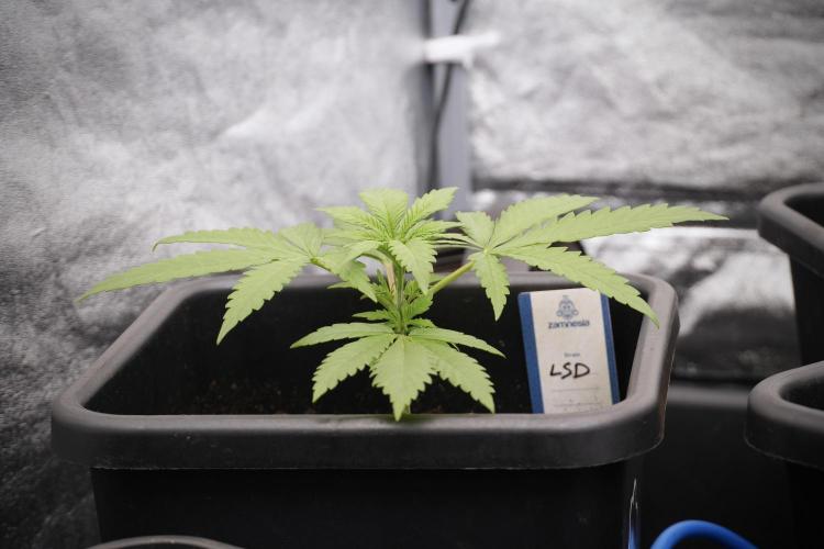 LSD Zamnesia Trippping. Week 3 - 18/6 LSD