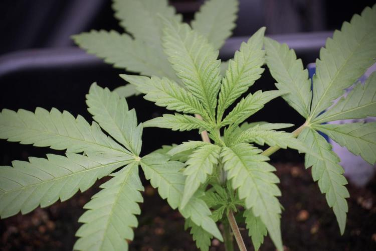 LSD Zamnesia Trippping. Week 3 - 18/6 LSD