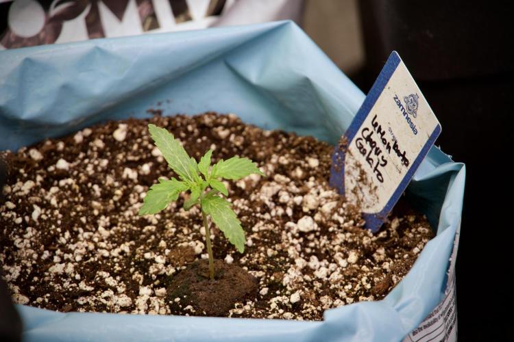 Lemon Cherry Gelato YumYum. Week 3 - Lemon Cherry Gelato 