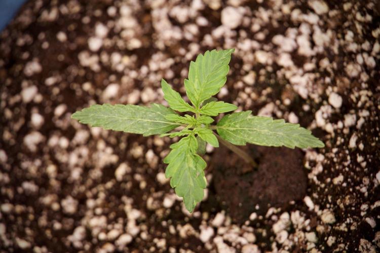 Lemon Cherry Gelato YumYum. Week 3 - Lemon Cherry Gelato 