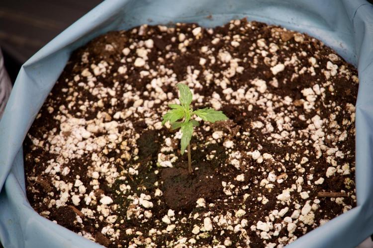 Lemon Cherry Gelato YumYum. Week 3 - Lemon Cherry Gelato 