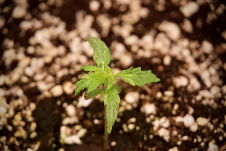 Lemon Cherry Gelato YumYum. Week 3 - Lemon Cherry Gelato 
