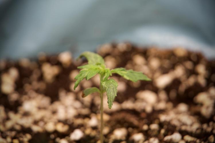 Lemon Cherry Gelato YumYum. Week 3 - Lemon Cherry Gelato 
