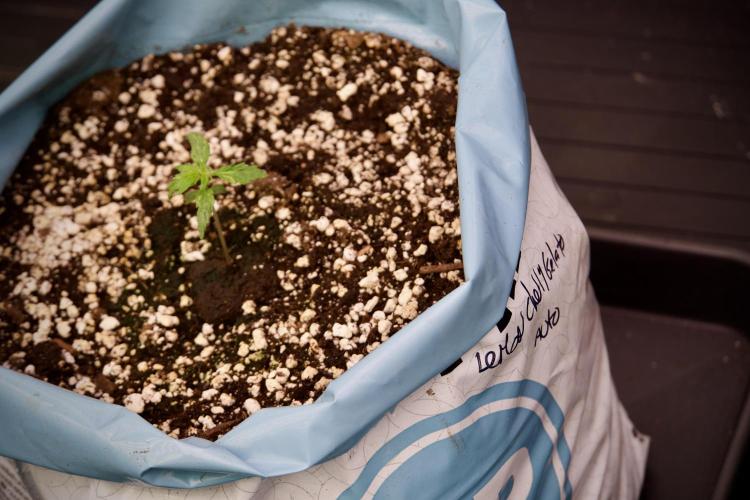 Lemon Cherry Gelato YumYum. Week 3 - Lemon Cherry Gelato 