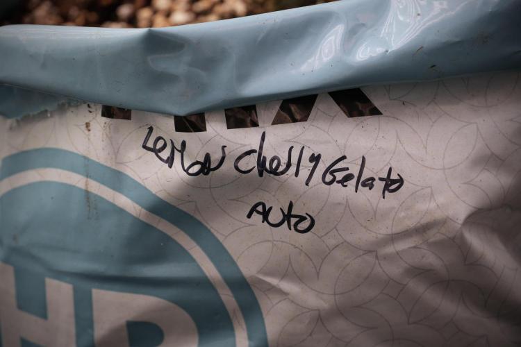 Lemon Cherry Gelato YumYum. Week 3 - Lemon Cherry Gelato 