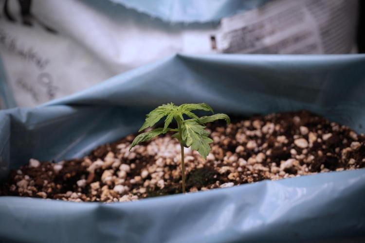 Lemon Cherry Gelato YumYum. Week 3 - Lemon Cherry Gelato 