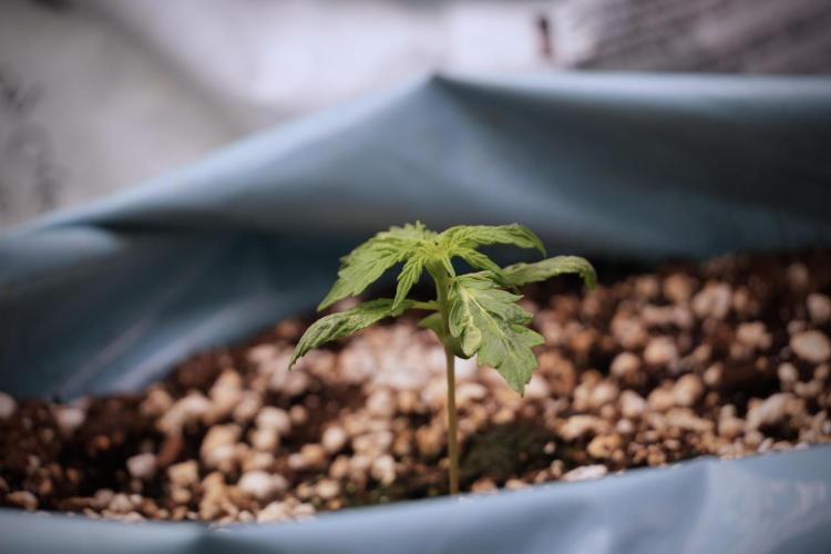 Lemon Cherry Gelato YumYum. Week 3 - Lemon Cherry Gelato 