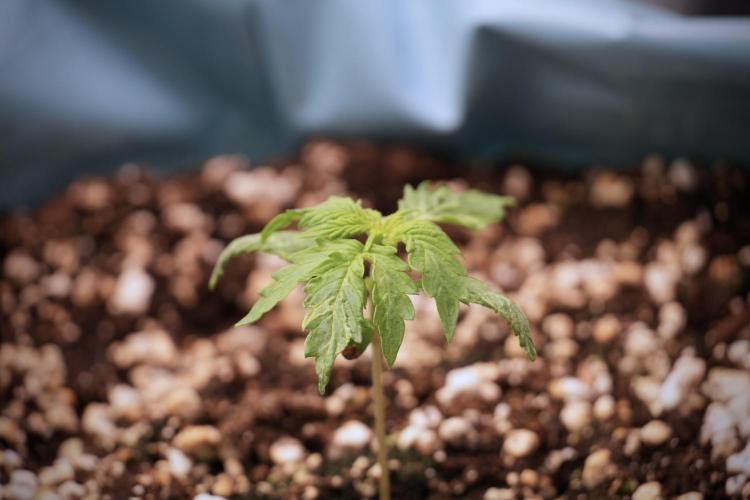 Lemon Cherry Gelato YumYum. Week 3 - Lemon Cherry Gelato 