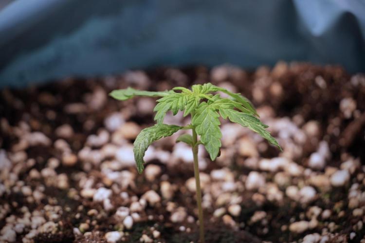 Lemon Cherry Gelato YumYum. Week 3 - Lemon Cherry Gelato 