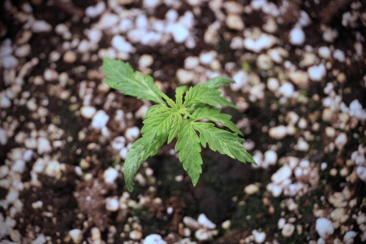 Lemon Cherry Gelato YumYum. Week 3 - Lemon Cherry Gelato 