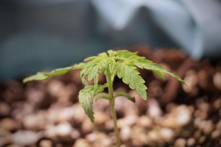 Lemon Cherry Gelato YumYum. Week 3 - Lemon Cherry Gelato 