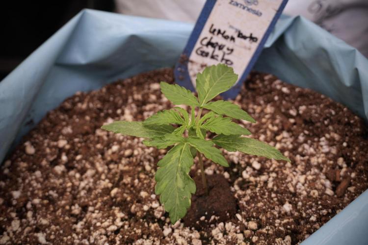 Lemon Cherry Gelato YumYum. Week 3 - Lemon Cherry Gelato 