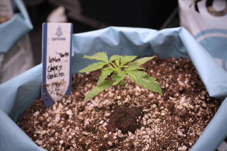 Lemon Cherry Gelato YumYum. Week 3 - Lemon Cherry Gelato 