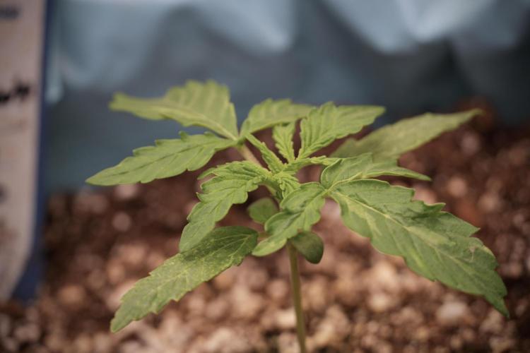 Lemon Cherry Gelato YumYum. Week 3 - Lemon Cherry Gelato 