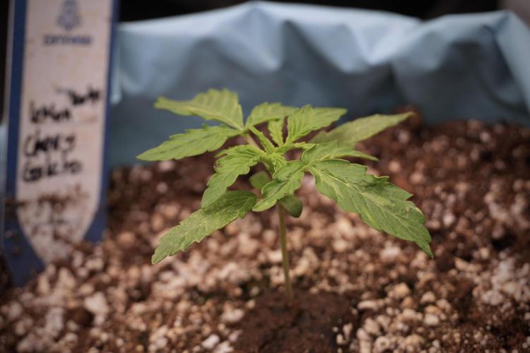 Lemon Cherry Gelato YumYum. Week 3 - Lemon Cherry Gelato 