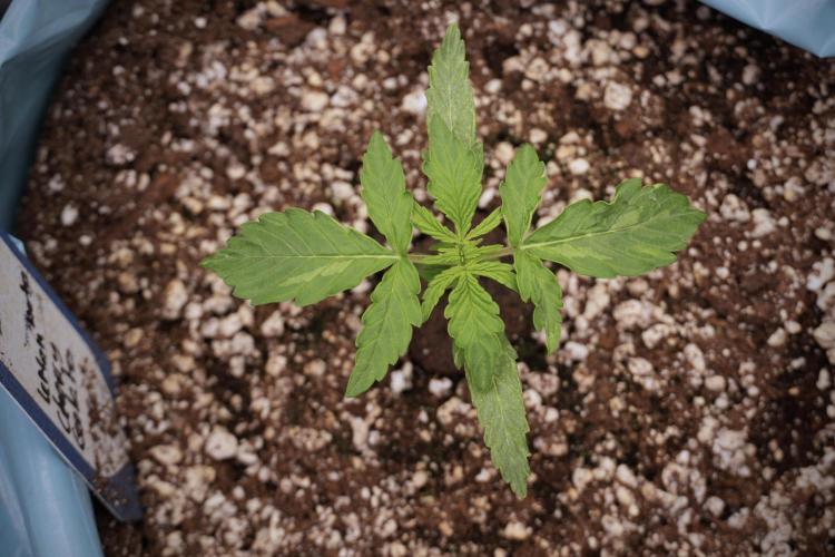 Lemon Cherry Gelato YumYum. Week 3 - Lemon Cherry Gelato 