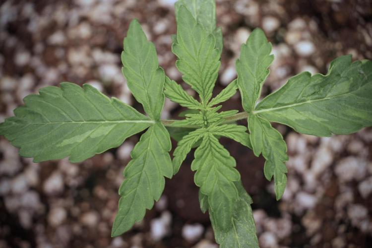 Lemon Cherry Gelato YumYum. Week 3 - Lemon Cherry Gelato 