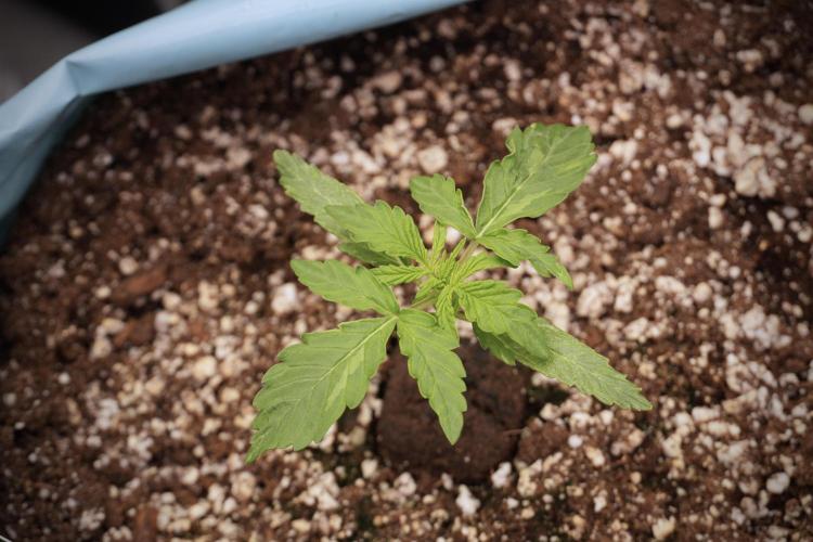 Lemon Cherry Gelato YumYum. Week 3 - Lemon Cherry Gelato 