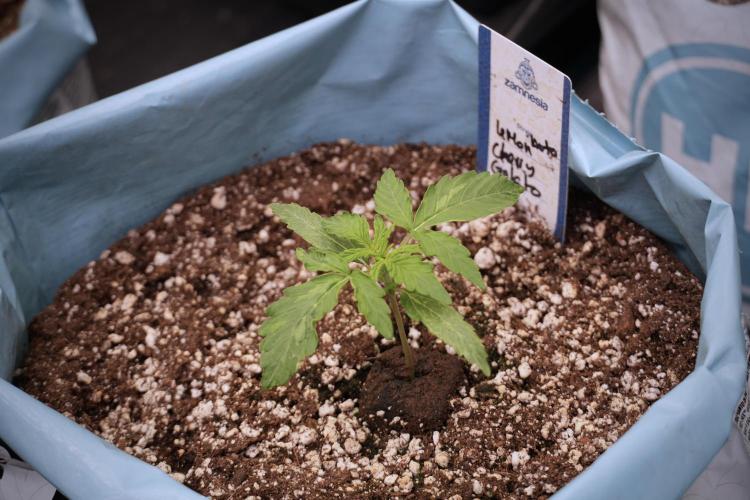 Lemon Cherry Gelato YumYum. Week 3 - Lemon Cherry Gelato 