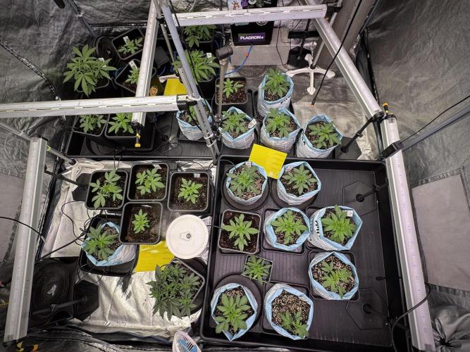 Lemon Cherry Gelato YumYum. Week 3 - room and vibes