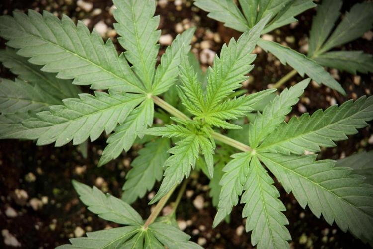 Cosmic Noodles a Zamnesia Dish. Week 3 - Plant B