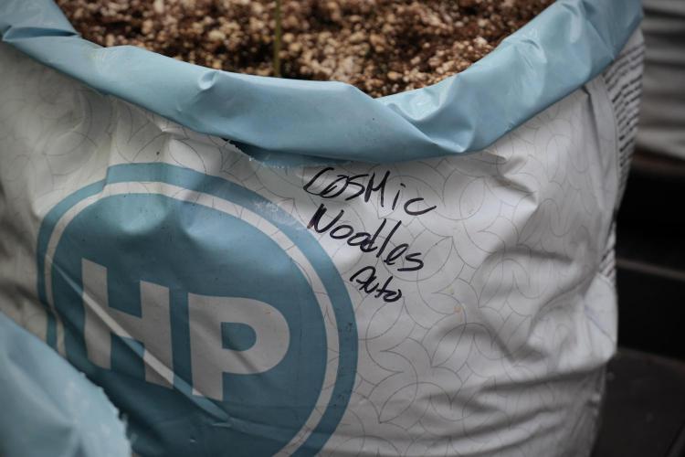 Cosmic Noodles a Zamnesia Dish. Week 3 - Plant A