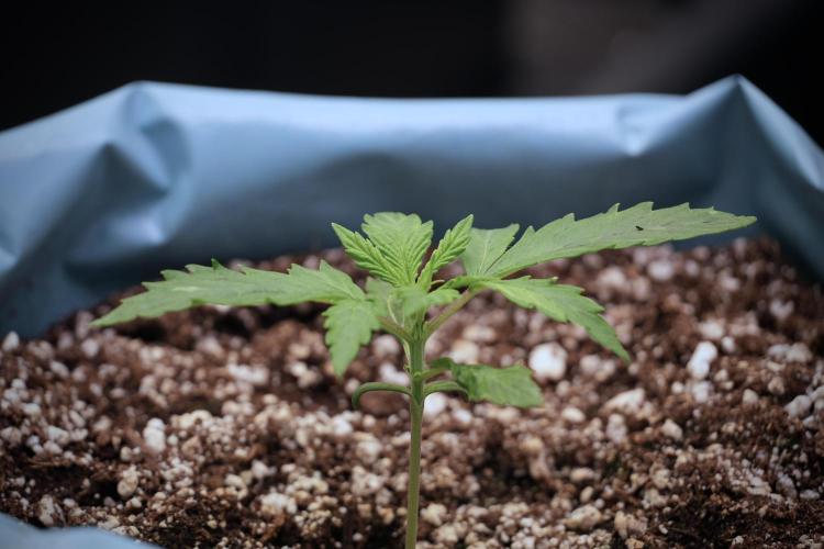 Cosmic Noodles a Zamnesia Dish. Week 3 - Plant A