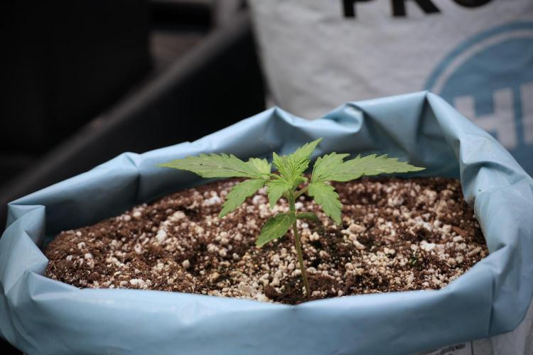 Cosmic Noodles a Zamnesia Dish. Week 3 - Plant A