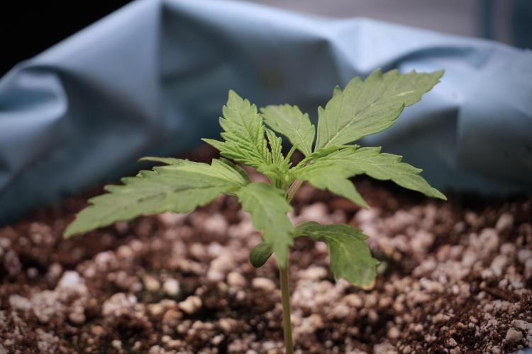 Cosmic Noodles a Zamnesia Dish. Week 3 - Plant A