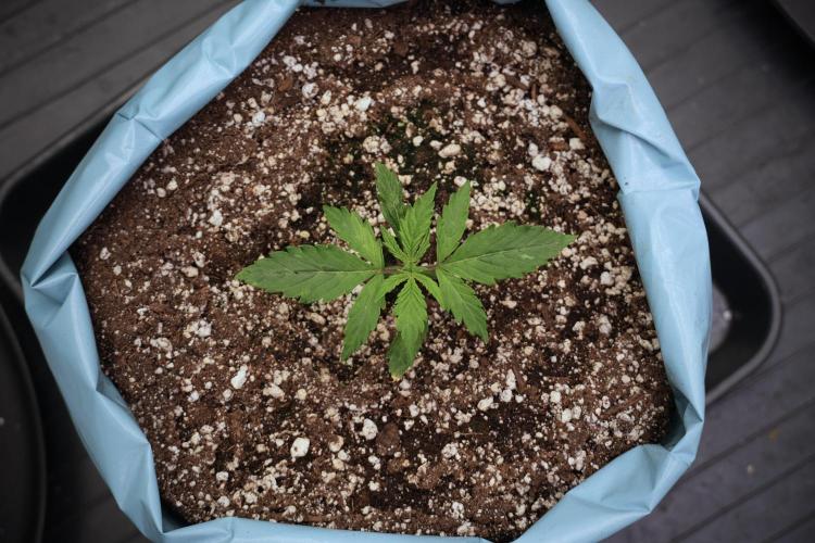 Cosmic Noodles a Zamnesia Dish. Week 3 - Plant A