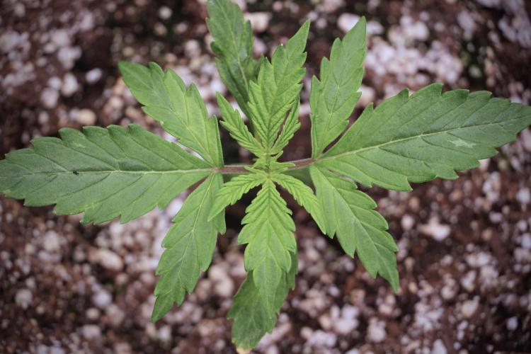 Cosmic Noodles a Zamnesia Dish. Week 3 - Plant A