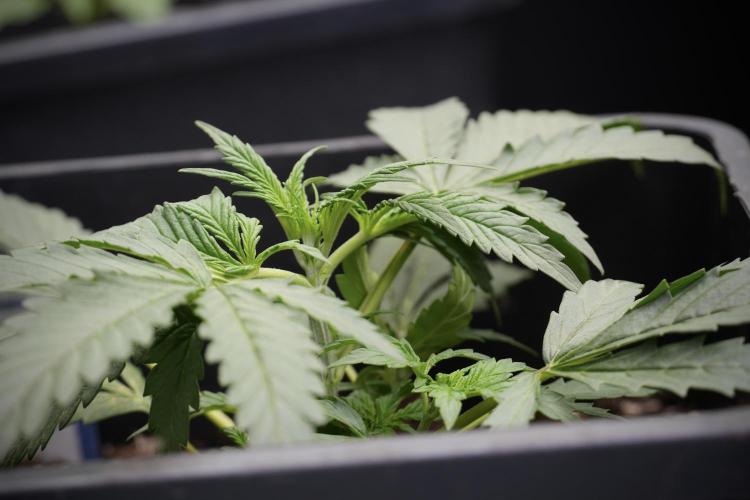 Cosmic Noodles a Zamnesia Dish. Week 3 - Plant B