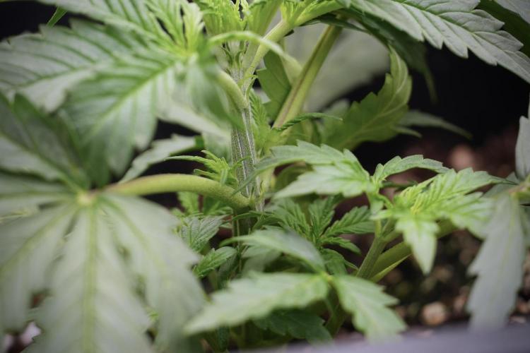 Cosmic Noodles a Zamnesia Dish. Week 3 - Plant B