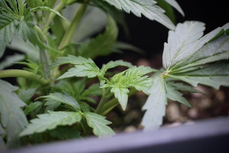 Cosmic Noodles a Zamnesia Dish. Week 3 - Plant B