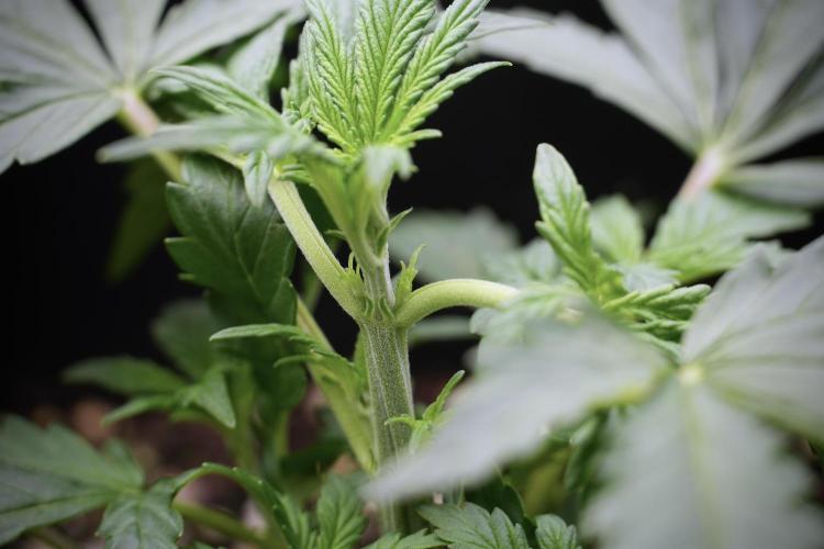 Cosmic Noodles a Zamnesia Dish. Week 3 - Plant B