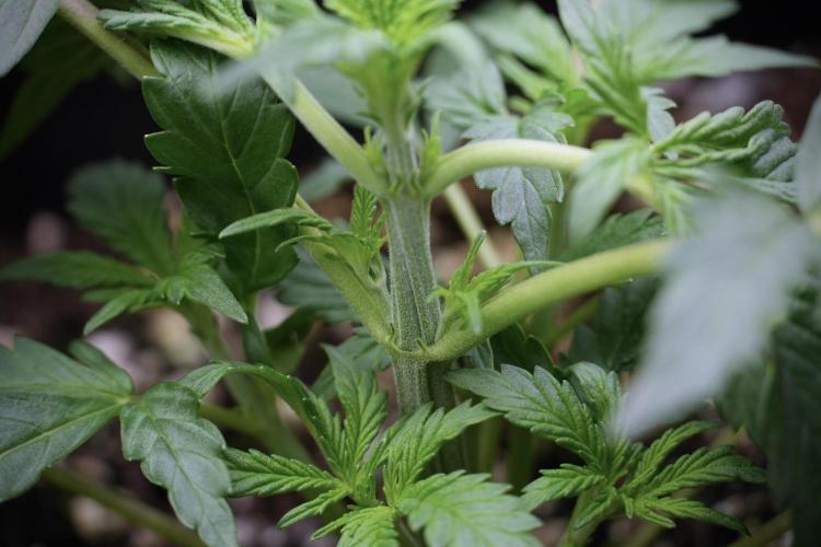 Cosmic Noodles a Zamnesia Dish. Week 3 - Plant B