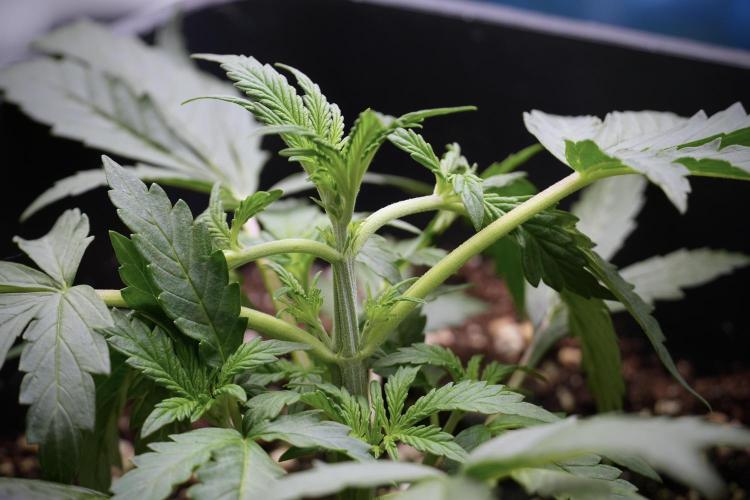 Cosmic Noodles a Zamnesia Dish. Week 3 - Plant B